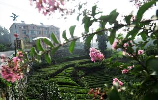 湖北秭归：夏茶采摘助农增收