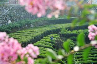 湖北秭归：夏茶采摘助农增收