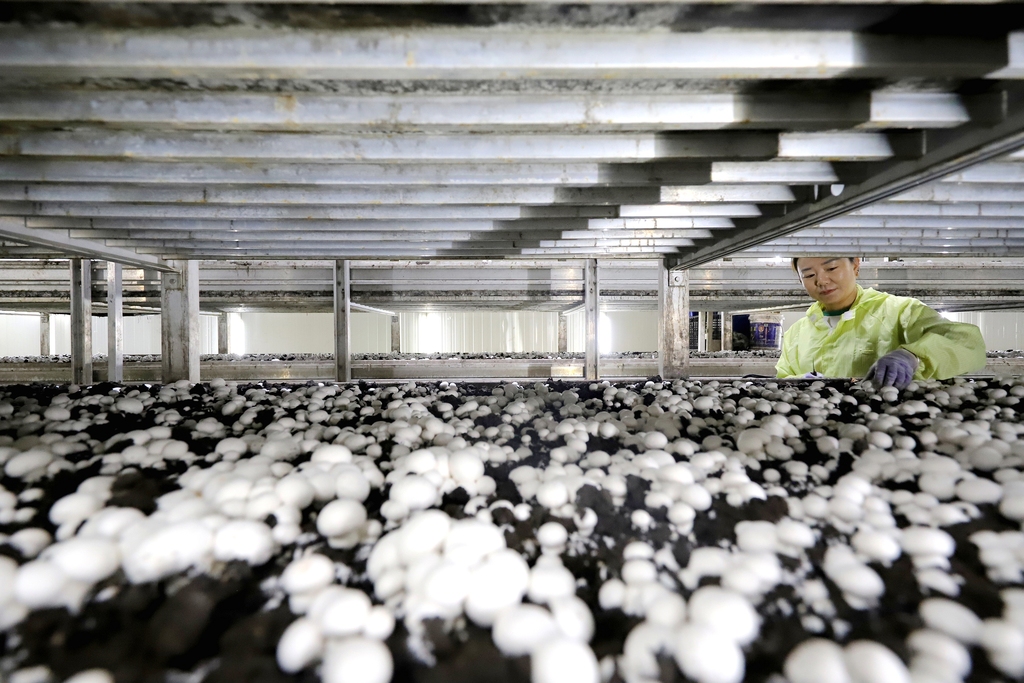 甘肃张掖：食用菌产业助推乡村振兴