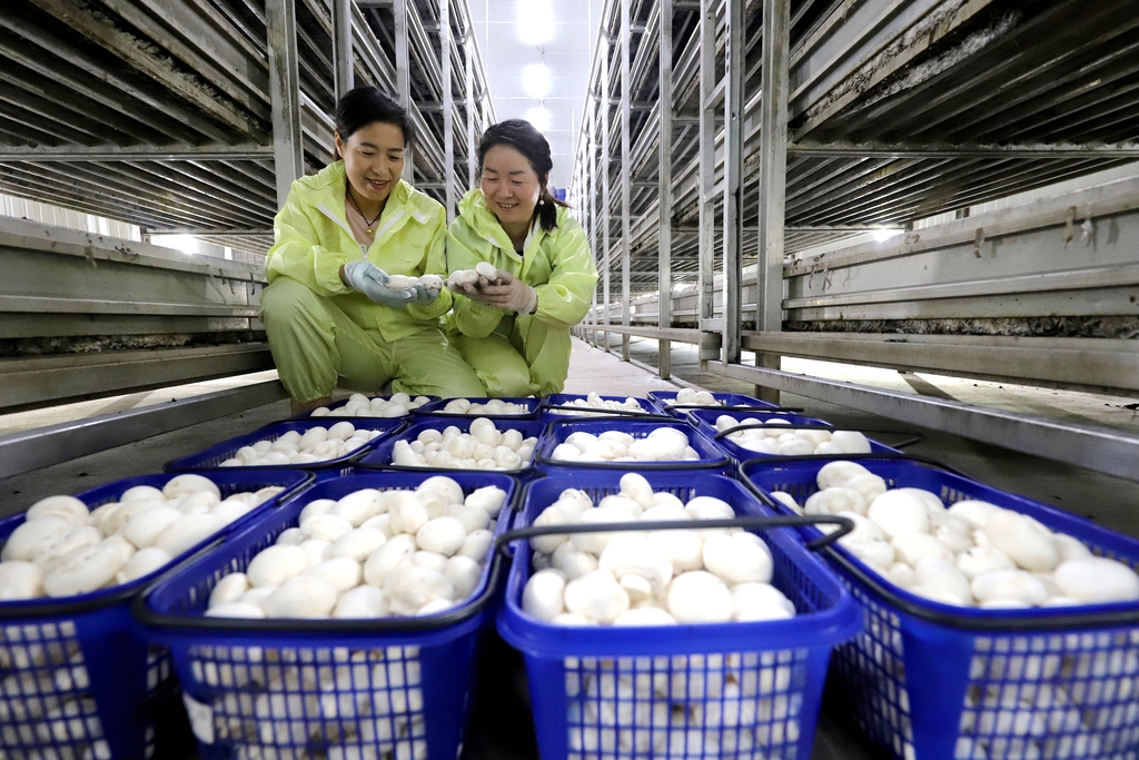 甘肃张掖：食用菌产业助推乡村振兴