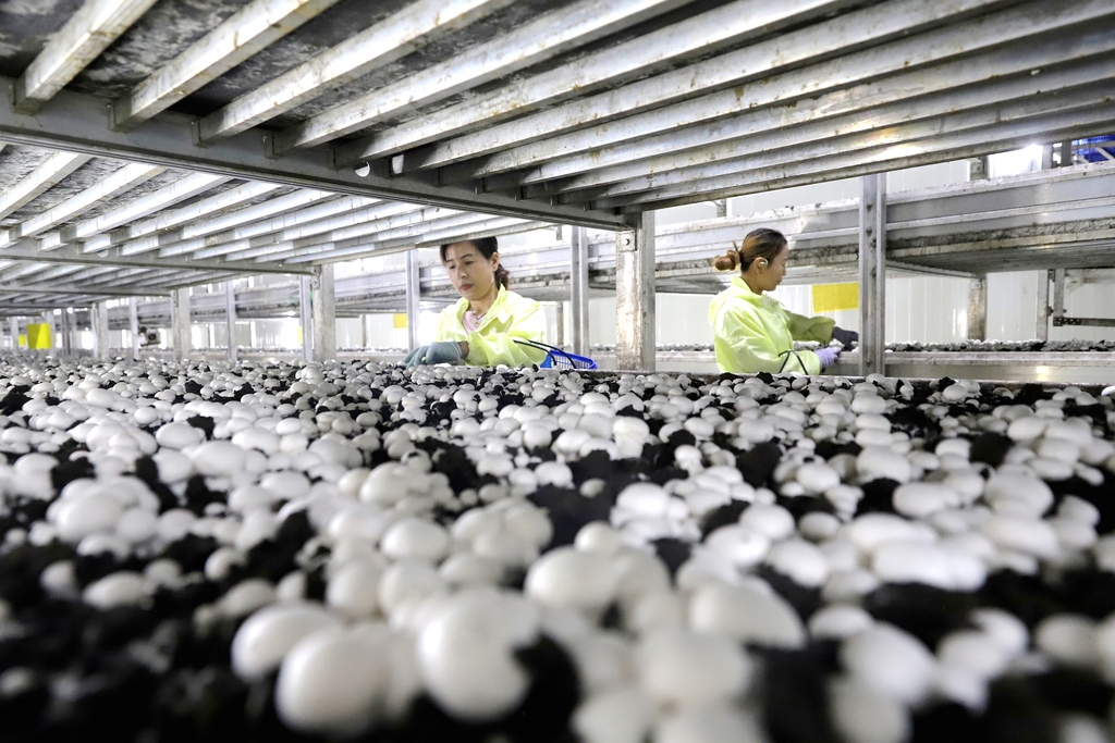 甘肃张掖：食用菌产业助推乡村振兴
