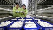 甘肃张掖：食用菌产业助推乡村振兴