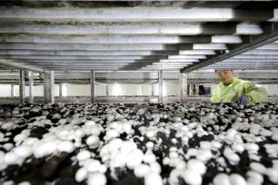甘肃张掖：食用菌产业助推乡村振兴