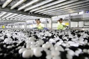 甘肃张掖：食用菌产业助推乡村振兴