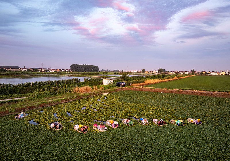 江苏泰州：盛夏采菱忙