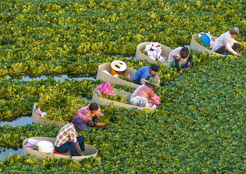 江苏泰州：盛夏采菱忙