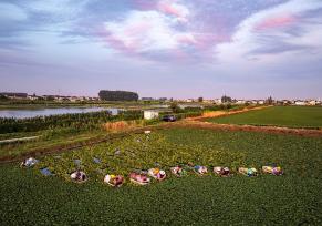 江苏泰州：盛夏采菱忙