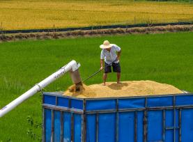 安徽芜湖：农机在田间穿梭收割早稻