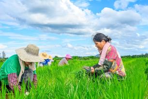湖北黄冈：农户在水田移栽晚稻秧苗