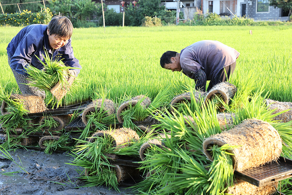 浙江德清：农民在田间起秧苗