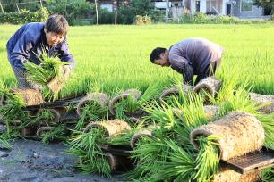 浙江德清：农民在田间起秧苗