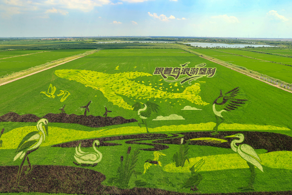 山东东营：稻田画扮靓乡村