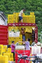 湖北宜昌：橙农采摘夏橙并装车