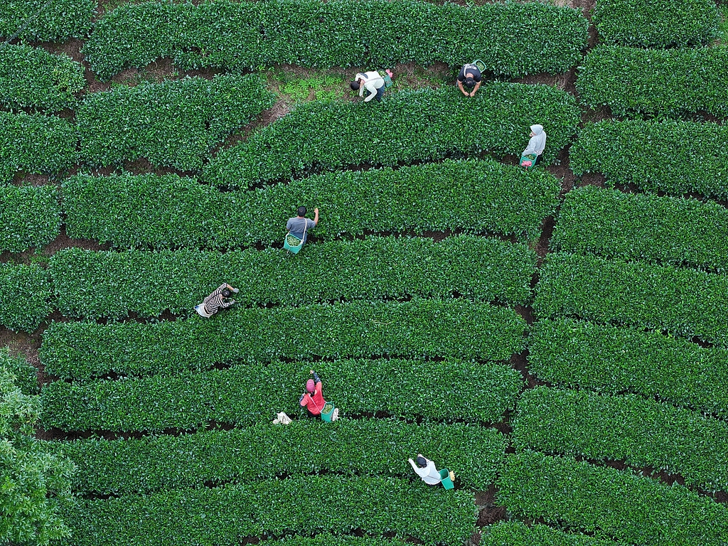广西贺州：茶农们采摘夏茶