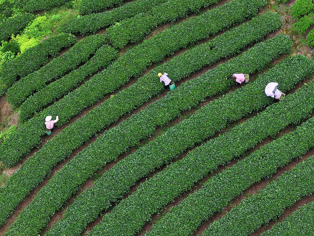 广西贺州：茶农们采摘夏茶