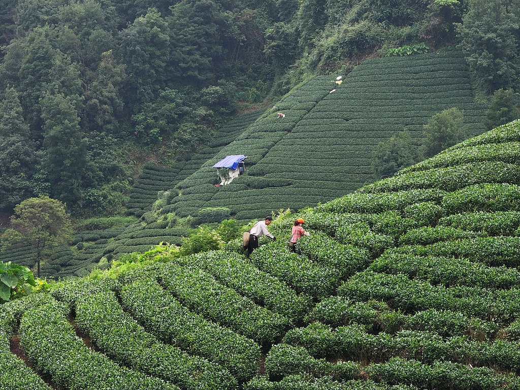 广西贺州：茶农们采摘夏茶