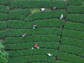 广西贺州：茶农们采摘夏茶
