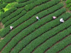 广西贺州：茶农们采摘夏茶