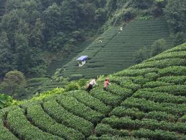 广西贺州：茶农们采摘夏茶