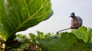 河北石家庄：农民在菜园里管护橄榄菜