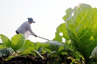 河北石家庄：农民在菜园里管护橄榄菜