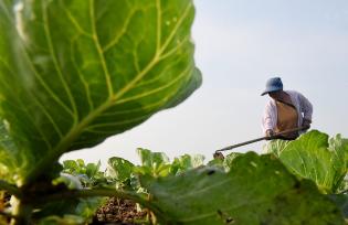 河北石家庄：农民在菜园里管护橄榄菜