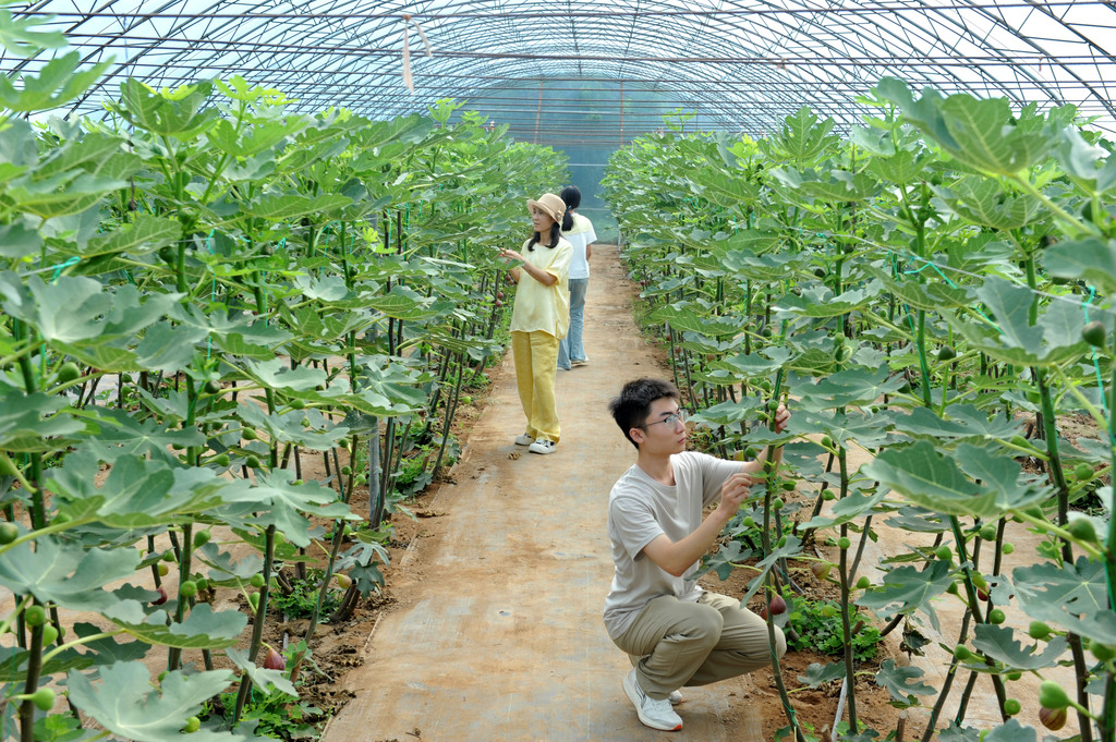 山西稷山：无花果喜获丰收