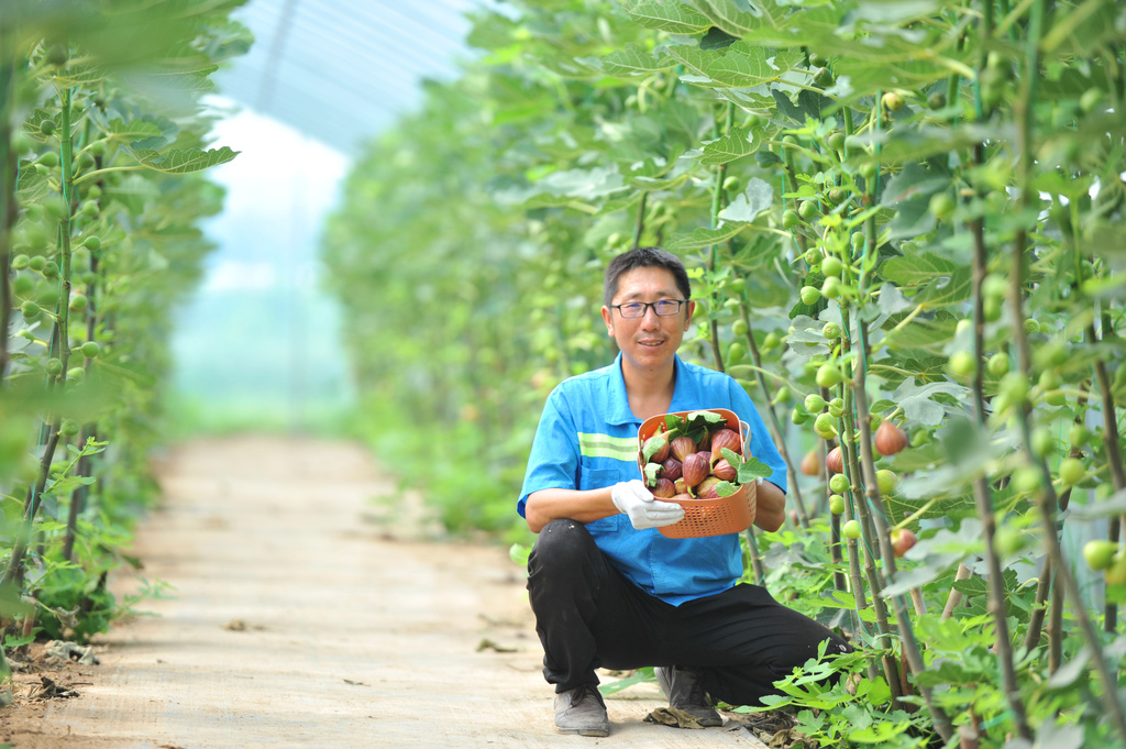 山西稷山：无花果喜获丰收