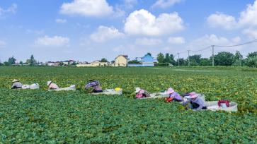 江苏泰州：村民划着菱桶采摘菱角