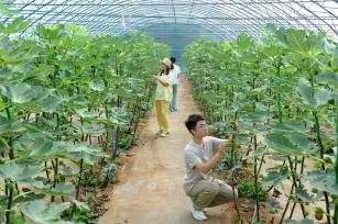 山西稷山：无花果喜获丰收