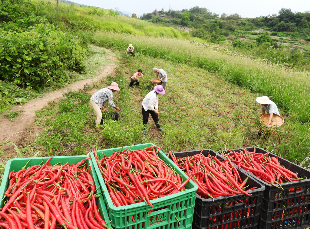 四川达州：立秋时节辣椒采收忙