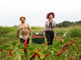 四川达州：立秋时节辣椒采收忙