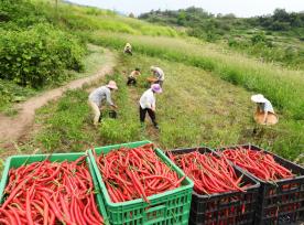 四川达州：立秋时节辣椒采收忙