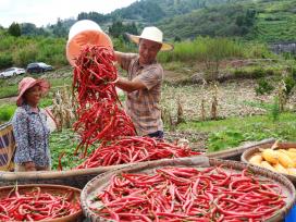 四川达州：立秋时节辣椒采收忙