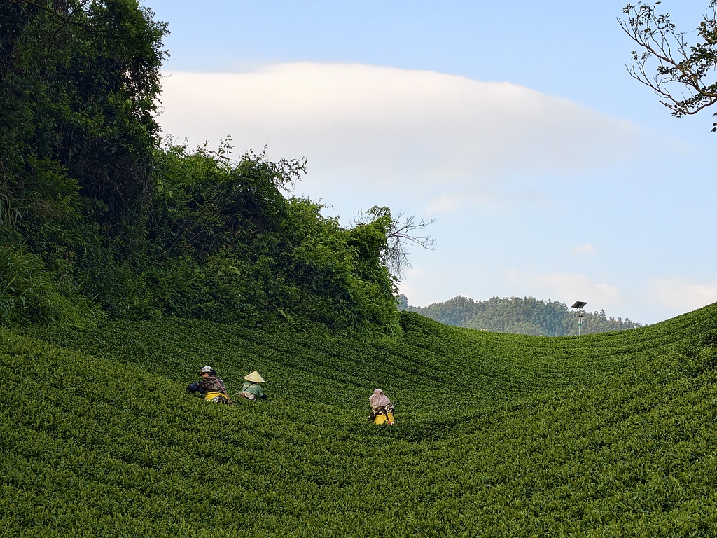 广西昭平：茶农在茶园采摘秋茶