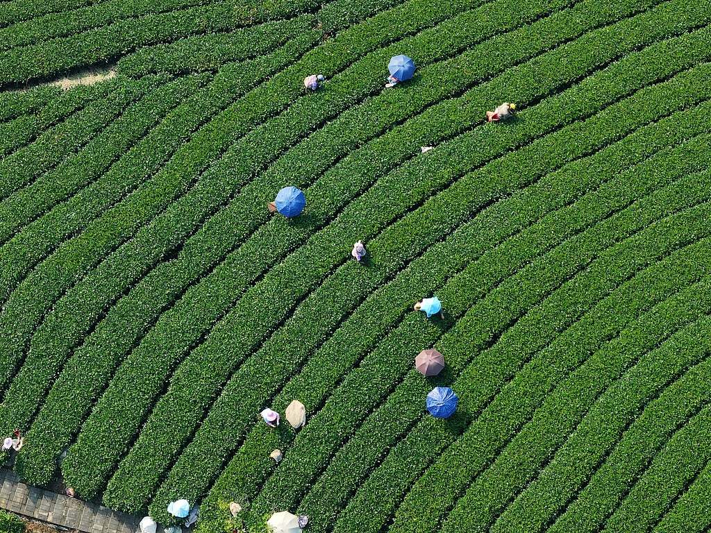 广西昭平：茶农在茶园采摘秋茶