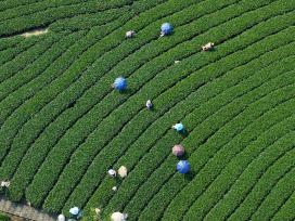 广西昭平：茶农在茶园采摘秋茶