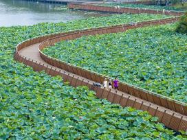 江苏南京：游客在玄武湖公园赏荷游玩