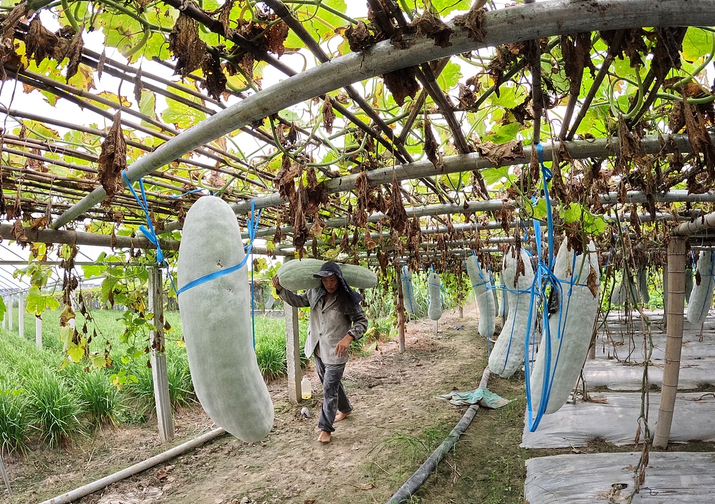 江西抚州：村民忙着采收冬瓜