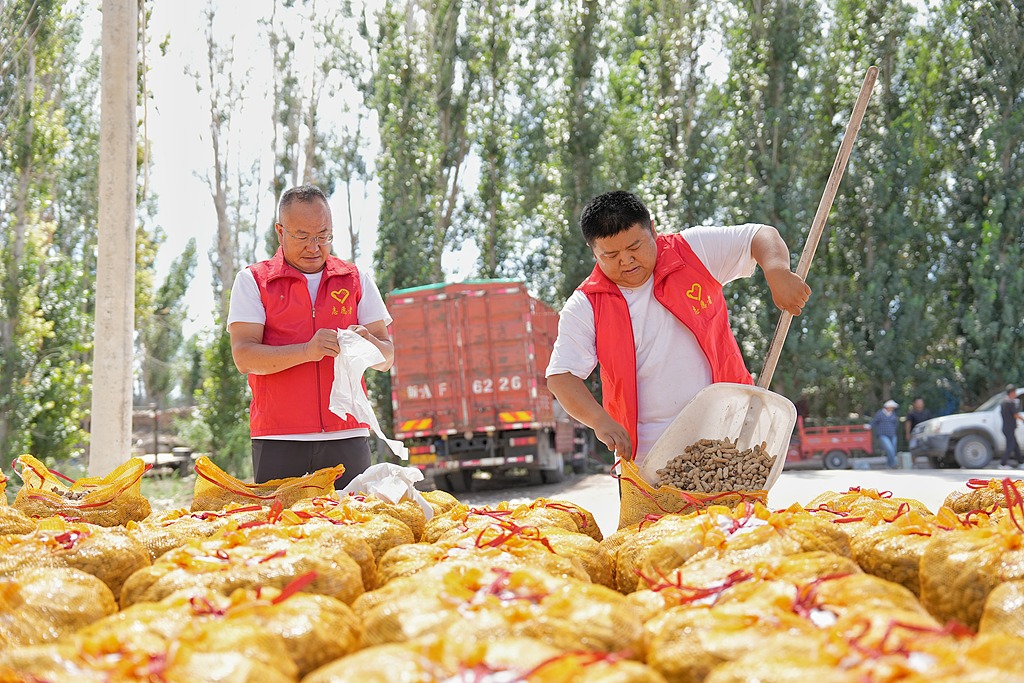 新疆沙湾：花生喜获丰收