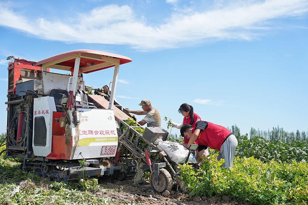 新疆沙湾：花生喜获丰收