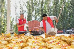 新疆沙湾：花生喜获丰收