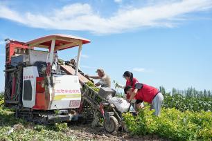 新疆沙湾：花生喜获丰收