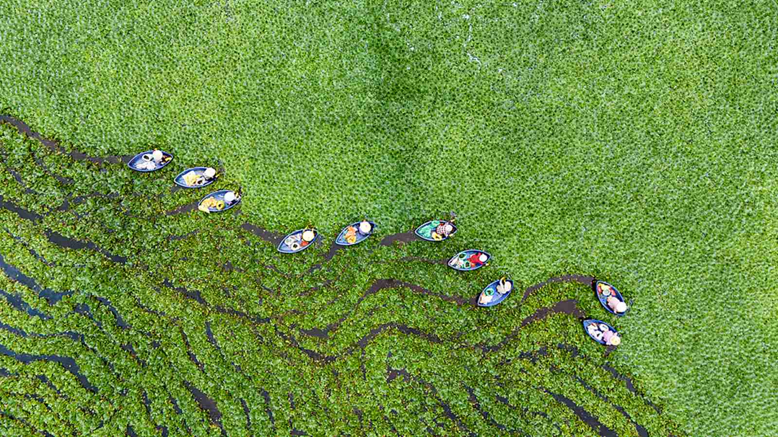 江西分宜：采菱正当时 绘就水乡丰收图景