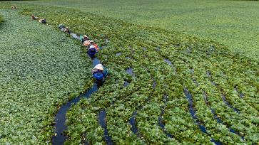 江西分宜：采菱正当时 绘就水乡丰收图景