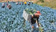 甘肃张掖：村民采摘忙
