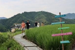 浙江龙泉：千亩梯田绿浪翻涌引客来