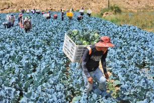 甘肃张掖：村民采摘忙