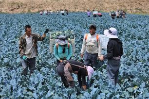 甘肃张掖：村民采摘忙