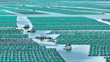 山东荣成：海上“牧场游”升温